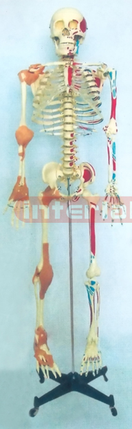 128 CM TALL, RIGHT HALF JOINTS LIGAMENTS & LEFT HALF MUSCLES COLOURED & NUMBERED HUMAN SKELETON MODEL